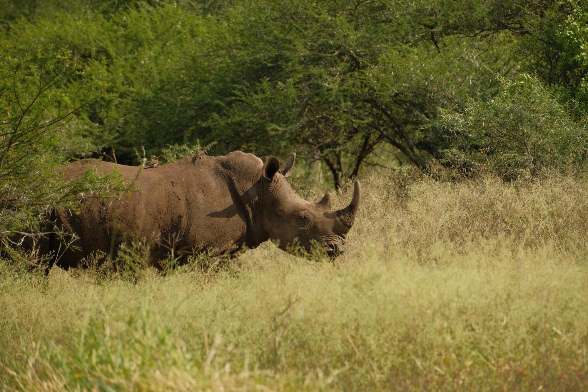 Africamps At White Elephant Safaris Pongola Bagian luar foto