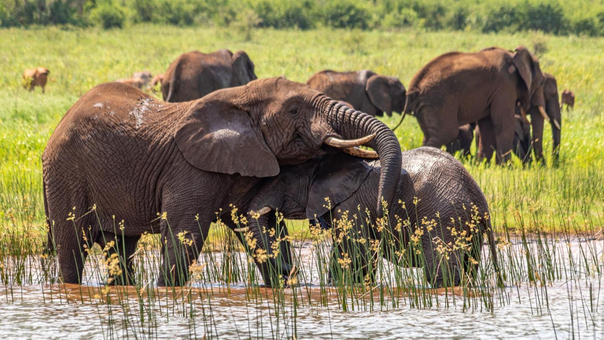 Africamps At White Elephant Safaris Pongola Bagian luar foto