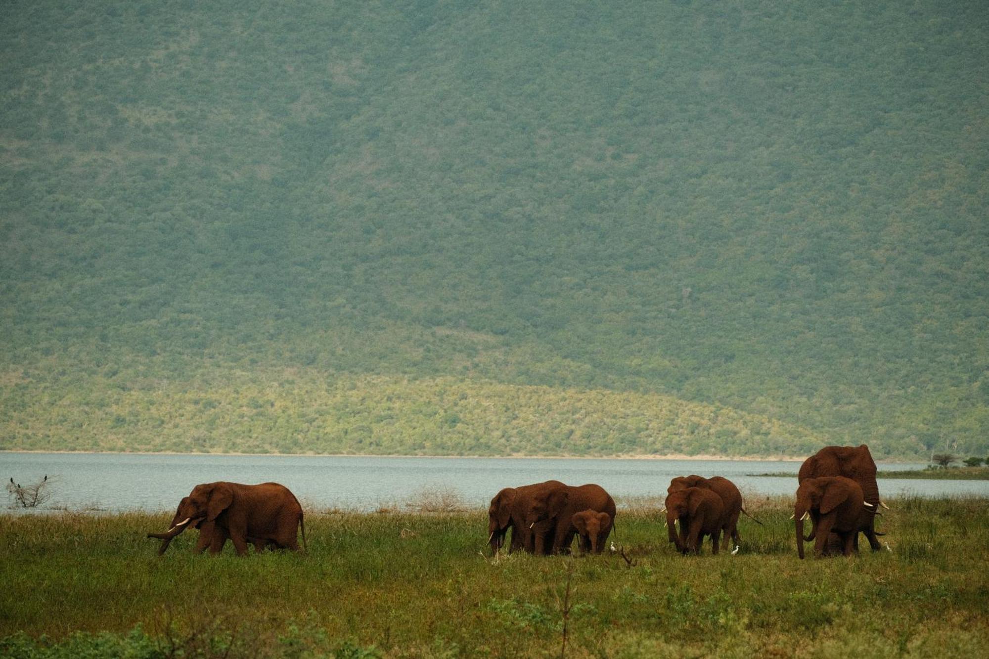 Africamps At White Elephant Safaris Pongola Bagian luar foto